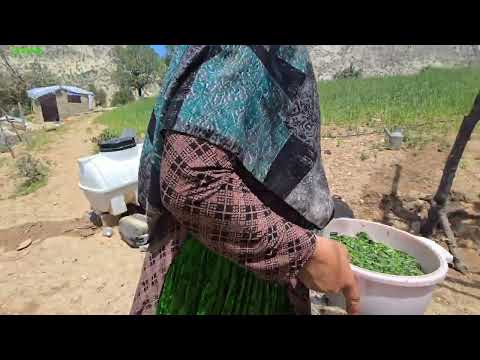How Nomads Cook in the Mountains Traditional Bread Wild