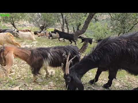 Nomad Shepherd Life in Zagros Leading Sheep Through Wild