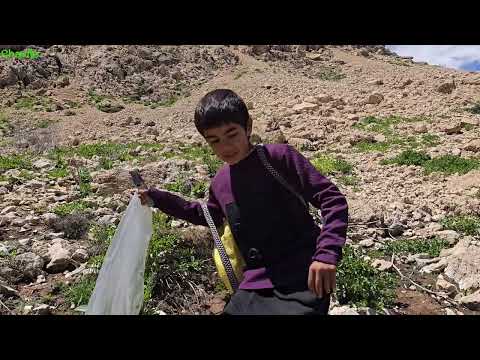 No One Shows This Secrets of Zagros Nomads Wild Herbs