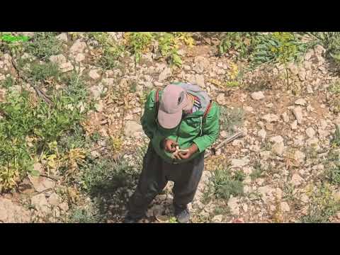 Nomad Family in Zagros Collecting Wild Medicinal Plants in