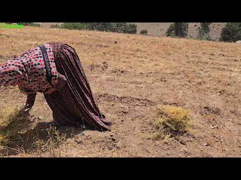 Harvesting Under the Burning Sun Nomad Family s Hardest Day