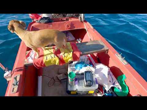Yunuslar Eşliğinde Balık Avladık Tekneden Balık Bulucu ile