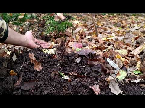 Solo camp in the autumn forest quail bushcraft trip Yellow
