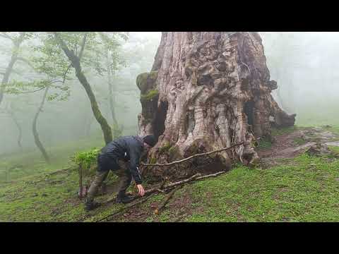 Camping Inside a Tree Trunk in a Rainy Foggy Forest A