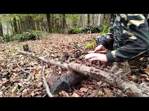 2 days of camping and building a safe shelter Boar attack