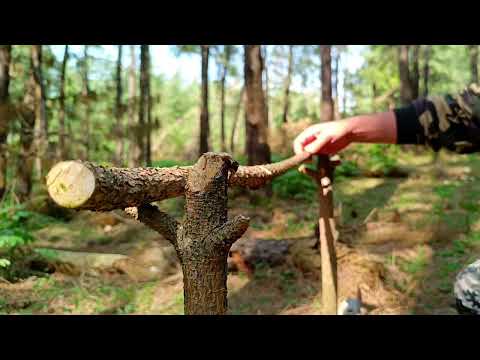 Solo camping in the pine forest Lamb testicle kebab Install