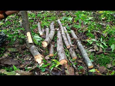 Camp under the tree bushcraft Shelter under the tree Food