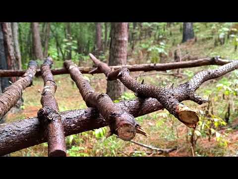 Solo camp on a rainy night forest mushroom Building a