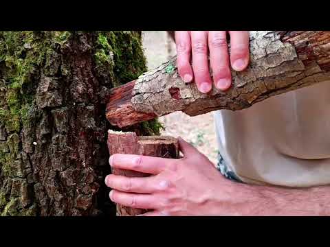 Survival Shelter Building 2 Day Camping in the Forest Solo