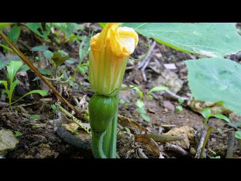 Making a Wooden Watering Can and Building a Workbench for