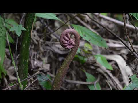 Growing Fruit Trees Corn and Cassava in a Bushcraft Farm