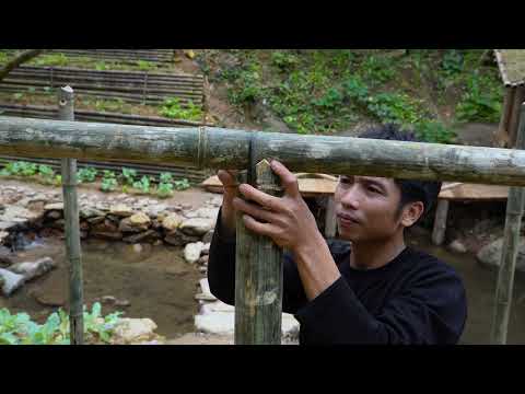 Building an Arched Trellis for Chayote Vines Collecting
