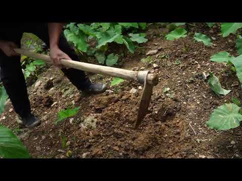 Handmade Bamboo Fish Trap How I Overcame a Fever in the