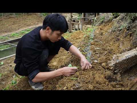 Time Lapse Peaceful Life in the Deep Forest Farming Raising