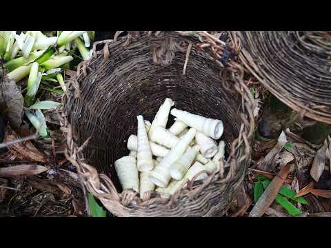 Foraging Bamboo Shoots Selling Them at the Market Making