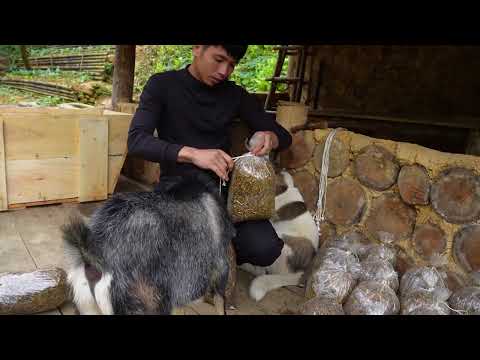 FULL VIDEO Building a Duck Coop Fish Pond Making Smoked