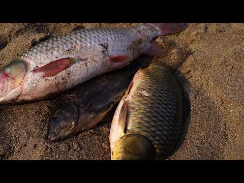 Catching Big River Fish with Bamboo Traps Make Smoking Fish