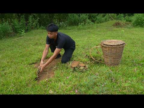Building a Green Grass Roof for My Forest Kitchen Catching