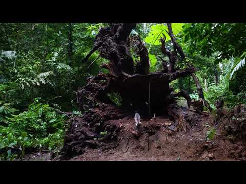 Building Survival Shelter Inside a Thousand Year Old Tree