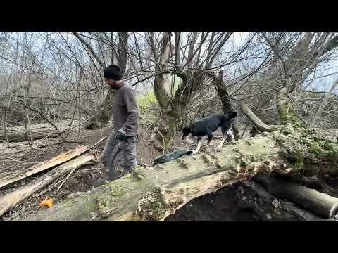 Building a Warm Secret Dugout Under the Roots of a Fallen