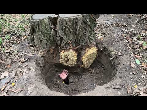 Building a Warm Secret Dugout Under a Huge Tree Stump