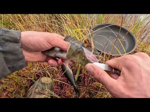 Continuous fish bite camping on the lake shore catch and