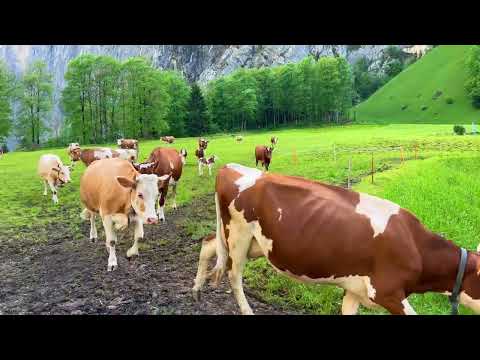 How do people live in Swiss Alpine villages Land of