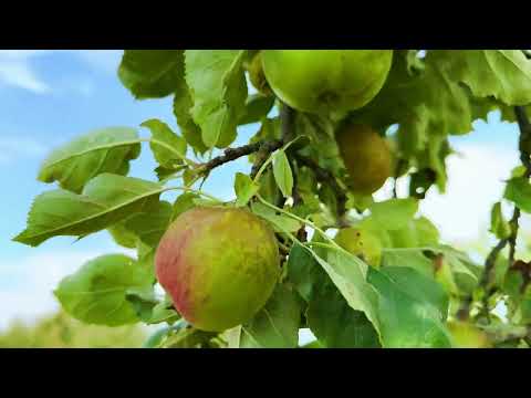 How do people live in Swiss Alpine villages Among apple and