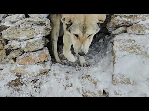 Surviving the historic snowstorm using the cliff as a wall