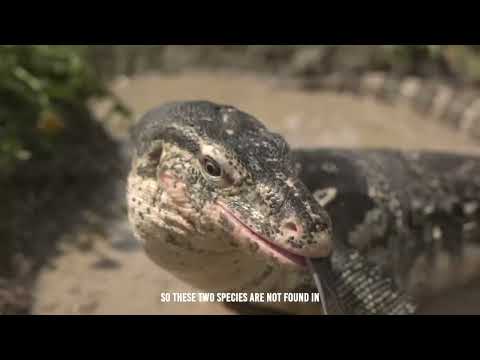 Even Lion Cant Survive A Komodo Dragon Attack