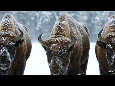 When Family Means Survival Wolves vs Bear