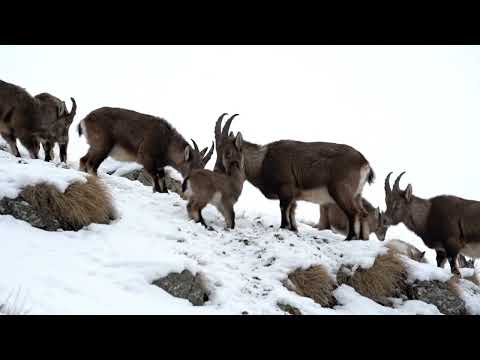 Bear Vs Mountain Goat No Way To Catch The GOAT