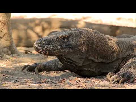 Two Komodo Dragons One Helpless Horse