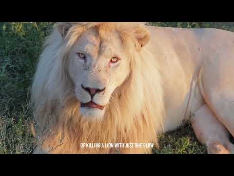 What If a Black Mamba Bites a Lion