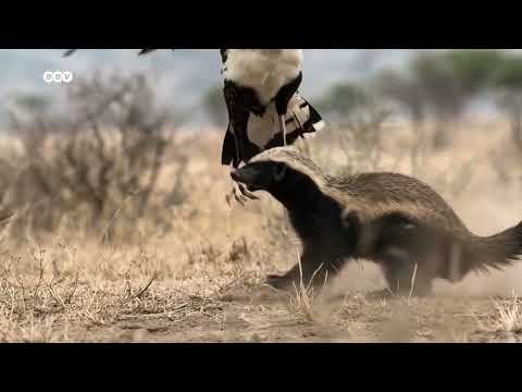 Born to Fight Built to Survive The Honey Badger Full