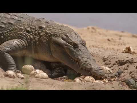 Mother Crocodile Charges as a Hippo Closes In on Her Eggs