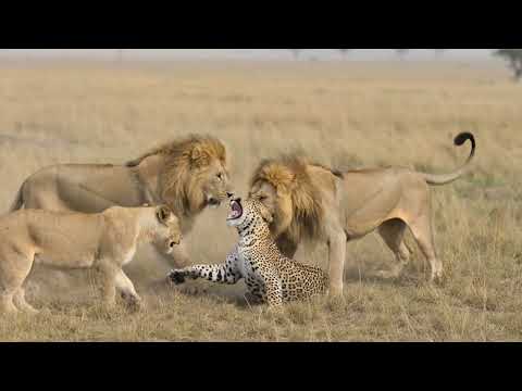 Male Lion and Lioness Erase a Leopard Mother and Leopard
