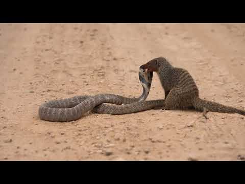 Cobra Gets Bold Mongoose Gets Bolder