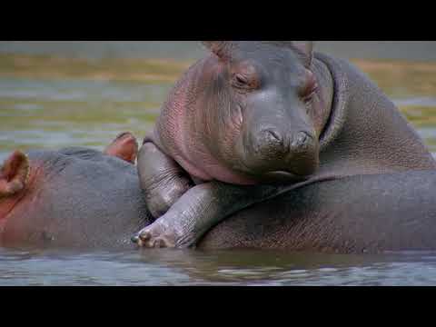 The Baby Hippo Is Caught Dozens of Crocodiles Attack at Once