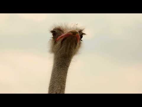 Ostrich Turns Predator on a Lion Cub The Hunt Reversed