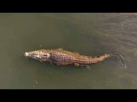 Mother Croco Snaps On a Wild Dog For Stealing its Eggs