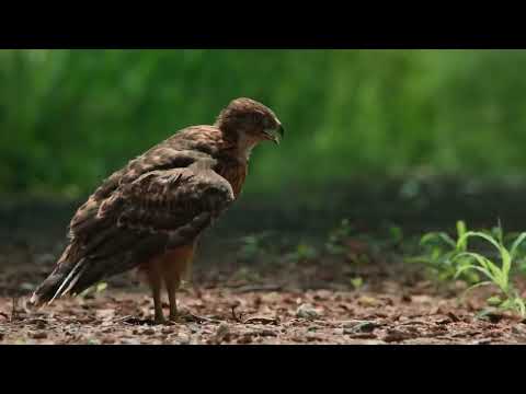 It Only Takes An Eagle 4 Seconds To Kill