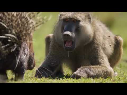 Porcupine Taught This Troop a Lesson They ll Never Forget