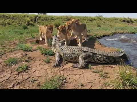 Mother Crocodile Attacks As Lioness Steals Her Young