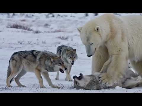 The Wolves Took Two of Her Cubs and She Couldn t Stop It