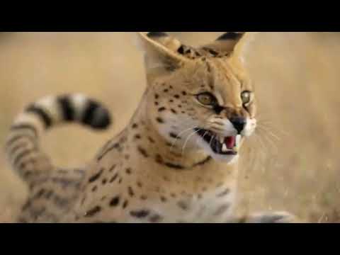 When the Hammer Leg Strikes The Serval Turns the Tide