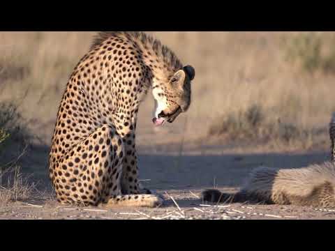 Cheetah Strike a Porcupine and Gets Stuck With Quills