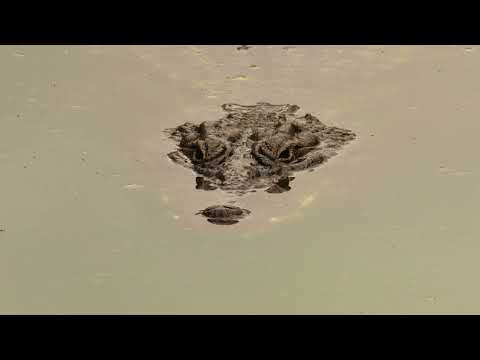 Kangaroo Thinks That Bump in the Water Is a Rock