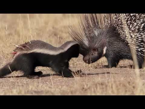 Hundreds of Quills Yet the Badger Keeps Fighting