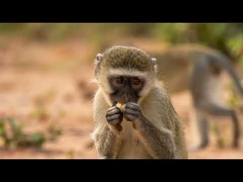 Deaf Monkey Got Caught By a Komodo Dragon